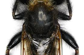 Attēlu rezultāti vaicājumam “Laphria gibbosa”