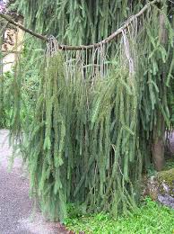 Attēlu rezultāti vaicājumam “Picea abies fo. virgata fruit”