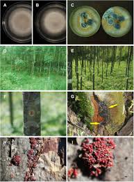 Attēlu rezultāti vaicājumam “Neonectria fuckeliana”