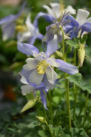 Image result for Aquilegia caerulea