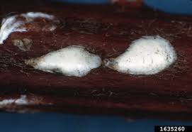 Attēlu rezultāti vaicājumam “Chionaspis salicis”