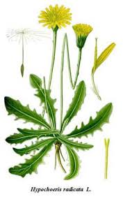 Attēlu rezultāti vaicājumam “Hypochaeris radicata fruit”