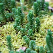 Attēlu rezultāti vaicājumam “Sedum sexangulare leaf”