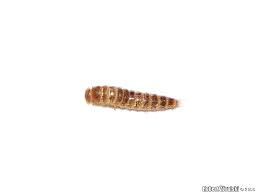 Attēlu rezultāti vaicājumam “Attagenus smirnovi”