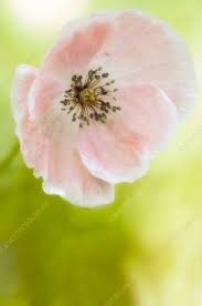 Image result for Papaver rhoeas 'Shirley'