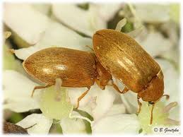 Attēlu rezultāti vaicājumam “Byturus tomentosus”