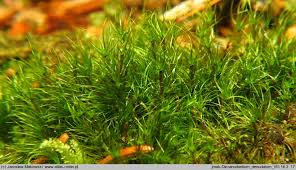 Attēlu rezultāti vaicājumam “Dicranodontium denudatum”