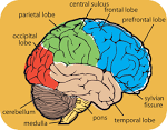 Brain Games - Spot the Difference | SharpBrains