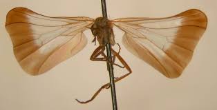 Attēlu rezultāti vaicājumam “Empididae”