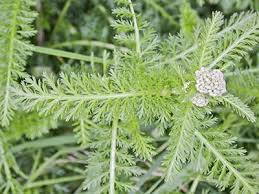 Attēlu rezultāti vaicājumam “Achillea millefolium bud”