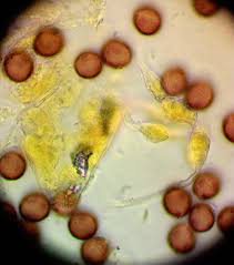Attēlu rezultāti vaicājumam “Badhamia bethelii”