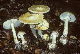 Attēlu rezultāti vaicājumam “Amanita phalloides”