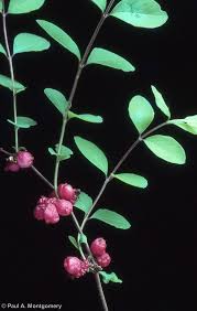 Attēlu rezultāti vaicājumam “Symphytocarpus impexus”