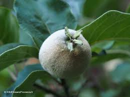 Attēlu rezultāti vaicājumam “Cydonia oblonga fruit”