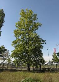 Attēlu rezultāti vaicājumam “Populus laurifolia”