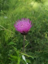 Attēlu rezultāti vaicājumam “Cirsium heterophyllum flower”