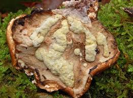 Attēlu rezultāti vaicājumam “Hypocrea pulvinata”