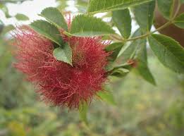 Attēlu rezultāti vaicājumam “Diplolepis rosae”