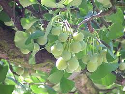 Attēlu rezultāti vaicājumam “Ginkgo biloba fruit”