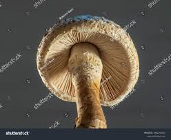 Attēlu rezultāti vaicājumam “Pholiota squarrosa”