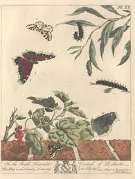 Attēlu rezultāti vaicājumam “Abraxas grossulariata pupa”