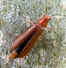 Attēlu rezultāti vaicājumam “Hylecoetus dermestoides”