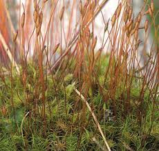 Attēlu rezultāti vaicājumam “Distichium capillaceum sporophyte”