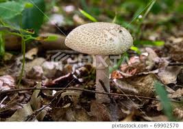 Attēlu rezultāti vaicājumam “Macrolepiota procera”