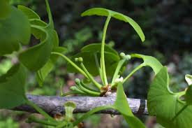 Attēlu rezultāti vaicājumam “Ginkgo biloba female flower”