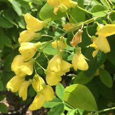 Attēlu rezultāti vaicājumam “Laburnum alpinum flower”