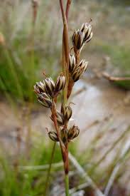 Attēlu rezultāti vaicājumam “Juncus squarrosus”