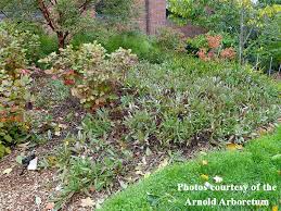 Attēlu rezultāti vaicājumam “Perichaena depressa sessile”