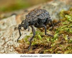 Image result for Brachycerus undatus