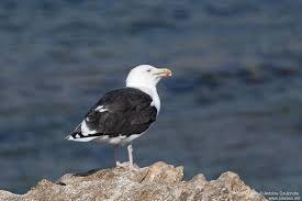 Attēlu rezultāti vaicājumam “Larus marinus adult”