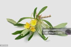 Attēlu rezultāti vaicājumam “Pilosella officinarum leaf”