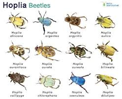 Attēlu rezultāti vaicājumam “Hoplia parvula”