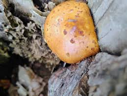 Attēlu rezultāti vaicājumam “Stropharia albocrenulata”