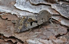 Attēlu rezultāti vaicājumam “Orthosia gothica”