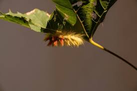 Attēlu rezultāti vaicājumam “Acronicta aceris larva”