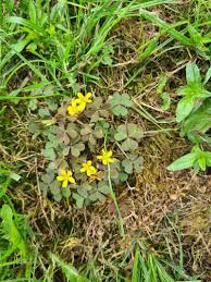 Attēlu rezultāti vaicājumam “Oxalis corniculata”