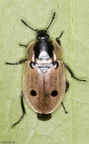 Attēlu rezultāti vaicājumam “Silphidae”