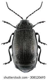 Attēlu rezultāti vaicājumam “Galeruca tanaceti”