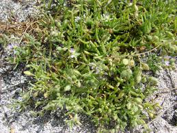 Attēlu rezultāti vaicājumam “Spergularia marina leaf”