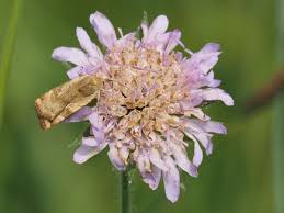 Attēlu rezultāti vaicājumam “Cryptocala chardinyi”