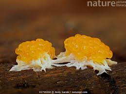 Attēlu rezultāti vaicājumam “Tubifera sp.”