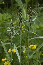 Attēlu rezultāti vaicājumam “Gnaphalium sylvaticum”