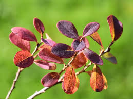 Attēlu rezultāti vaicājumam “Vaccinium uliginosum leaf”