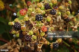 Image result for Rubus sectio