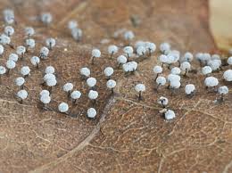 Attēlu rezultāti vaicājumam “Didymium minus”