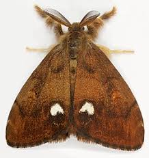 Attēlu rezultāti vaicājumam “Orgyia antiqua”